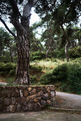 A large Mediterranean tree in the park is surrounded by a stone fence