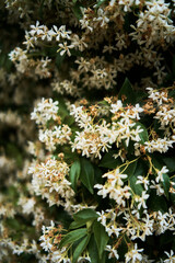 luxurious jasmine bushes on the streets of Prince's Island in Istanbul