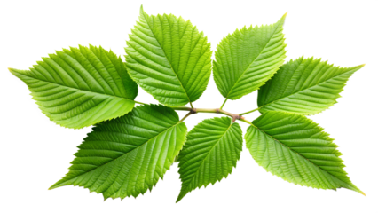 Green leaves with jagged edges, active growth, on a transparent background