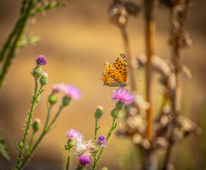 Resting butterfly in the bush