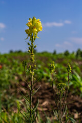Flaxseed or wild snapdragon Linaria vulgaris is a medicinal herb. Wildflowers inflorescence