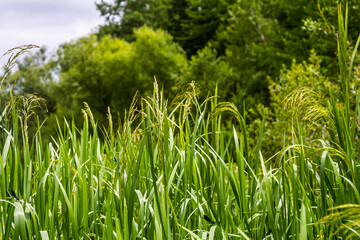 On the banks of the river and in the water, the forage grain Glyceria maxima grows