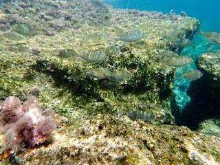 Greece Agistri Island under water