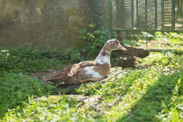 Obraz premium Young Duck Resting in Sunlit Garden. Farming.