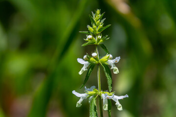 Flower of Stachys annua in May. Wild growing on Mount Kalvarija Nitra