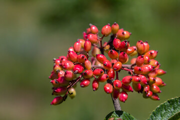 In the summer, viburnum is whole-leaved Viburnum lantana berries are ripening