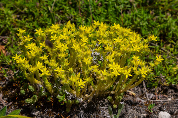 Muller seeds in forest bed. Sedum acre. Yellow flowers growing in the field