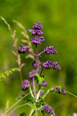 Purple lilac sage - a beautiful ornamental plant in the naturalistic native border in the cottage garden. Salvia verticillata - Purple Rain