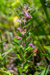 In summer, Teucrium chamaedrys grows in the wild among grasses