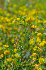 Medicago falcata, plant species of the genus Medicago. It is native to much of Europe and Asia