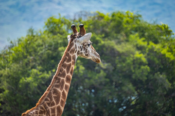 Obraz premium Masai Giraffe in Akagera National Park, Rwanda