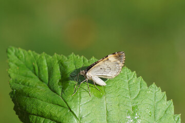 Common Marbled Carpet (Dysstroma truncata) formely Chloroclysta truncata. Family geometer moths (Geometridae). With folded, closed wings on a leaf. Dutch garden. Summer, September.
