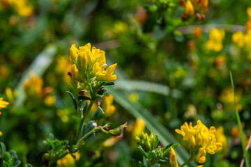 Medicago falcata, plant species of the genus Medicago. It is native to much of Europe and Asia