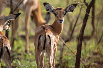 Oribi Antelope in Akagera National Park, Rwanda