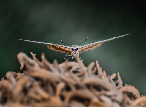 batterfly1