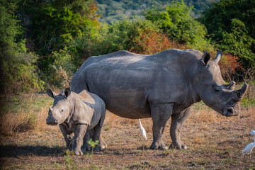 Obraz premium White Rhinoceros mother and calf in the bushes in Akagera National Park, Rwanda