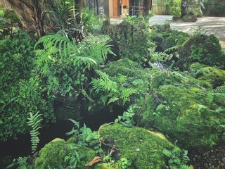 Beautiful of green tropical leaves