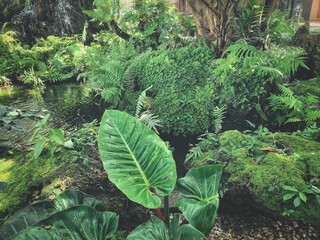 Beautiful of green tropical leaves
