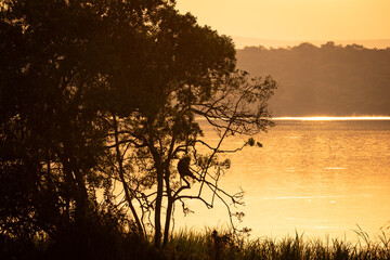 Baboon monkey in a tree at sunrise in Akagera National Park, Rwanda