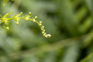 close up of fern leaf