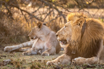 Pair of male and female lions at sunrise in Akagera National Park, Rwanda
