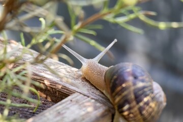 snail on a leaf