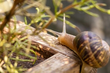 snail on a leaf