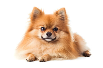 Obraz premium Dog pomeranian mammal animal isolated on white background