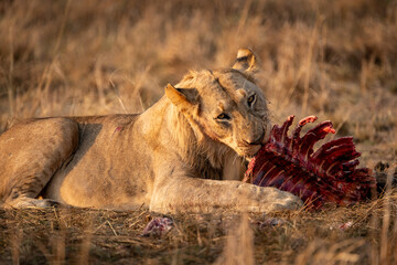 Young lion eating a carcass in Akagera National Park, Rwanda