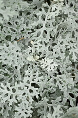 dusty miller silver foliage close-up texture texture of dusty miller (senecio cineraria) plant with soft silver-gray foliage. ornamental leaves with lace-like patterns, perfect for botanical, backgrou