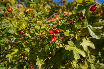 A tree with red berries is in full bloom