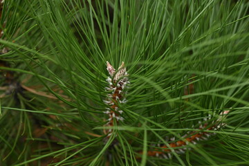 Christmas tree branches texture close up, Christmas concept, Christmas branch tree evergreen close up 