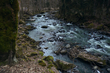 tree trunk covered green moss, forest at autumn winter season. Cold autumnal evening, the first ice on the rocks. Kura river in perspective. National park Borjomi, Georgia.