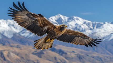 Fototapeta premium Majestic eagle soaring over snow-capped mountains.