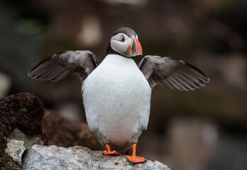 Puffin streching wings