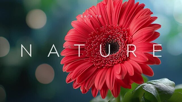 4k flower video