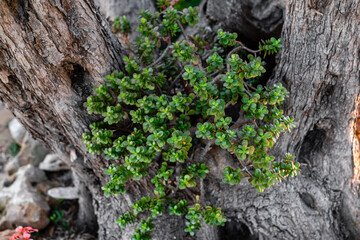 Sukkulente Pflanze wächst in und aus einem Baum herraus Speckbaum