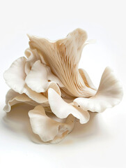 Fototapeta premium Dynamic Oyster Mushroom Composition with Soft Lighting and Natural Shadows