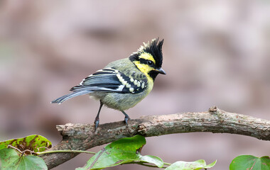 Himalayan Black-lored Tit - A strikingly-patterned tit with black-and-yellow face pattern and white-spotted wings. 