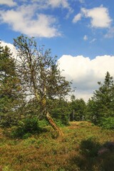 Rowan tree (Sorbus aucuparia) in bog at the Grosser Beerberg in Thuringia