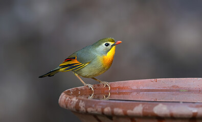 Red-billed Leiothrix - A plump, brightly colored babbler with yellow-orange breast and red bill of...