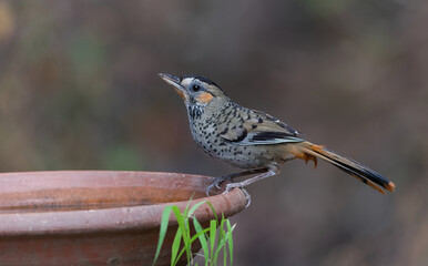 Rufous-chinned Laughingthrush drinking water...