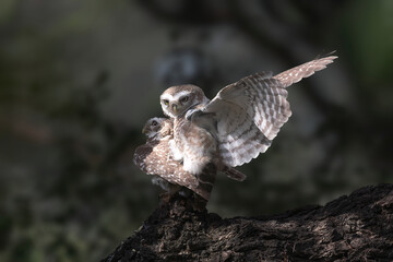 Spotted Owlet making love...