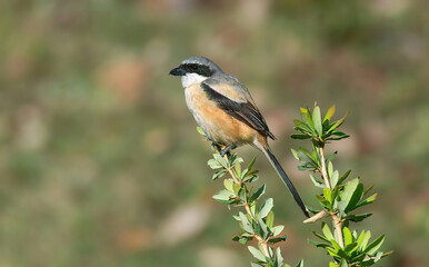 Long-tailed Shrike sitting in a perch
