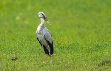Asian Openbill.. Can you see why my name is openbill?