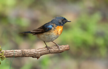 Blue-throated Blue Flycatcher -  A Small flycatcher with an orange chest and a white belly