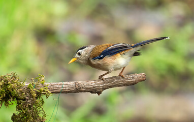 Blue-winged Minla - A brightly colored bird of lowland and foothill forests