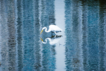 Great Egret's sees its reflection in water. 