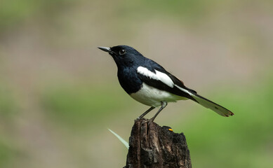 Oriental Magpie-Robin - A medium-sized robin with a broad white wingbar running from the shoulder to the tip of the wing.
