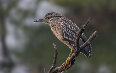 Black-crowned Night Heron - A stocky heron with neck usually tucked in.